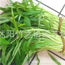 蔬菜种子空心菜种子批发芽菜苗种子发芽率高高产空心菜