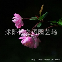 垂丝海棠垂丝海棠小苗l量多价廉