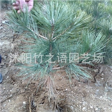 直销批发黑松苗盆景乔木工程绿化园林苗圃量多价廉优质