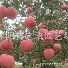 直销苹果树苗盆栽地栽个大特脆特甜品质优良量多价廉