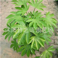 批发直销八角金盘种苗灌木质量一流园林苗圃绿化工程