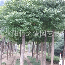 乔木-农户价供优质胸径20公分香樟树形优美成活率高