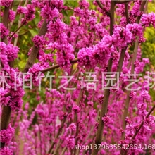 直销紫荆树苗绿化苗木道路公园绿化苗紫荆苗满条红苗