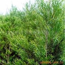 供应散装茶树精油，茶树油，散装精油，单方精油原料