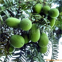 供应香榧精油，香榧油，散装精油，单方精油，精油原料