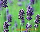 长期供应薰衣草油，薰衣草精油，散装精油原料推荐