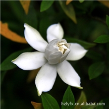 供应优质栀子花香水、栀子花汽车香水、散装香水