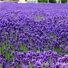 长期供应优质紫罗兰香水、紫罗兰汽车香水散装香水推荐