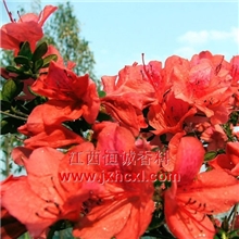 现货供应&ldquo;国标&rdquo;满山红油，柠檬稀，罗勒油，薄荷脑【恒诚香料】