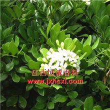 生产符合&ldquo;国标&rdquo;芸香油，木香油，杉木油：100%蒸馏【恒诚香料】