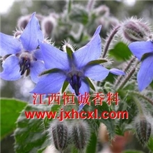 现货供应&ldquo;国标&rdquo;琉璃苣油，月见草油，大蒜油，植物原料供应商