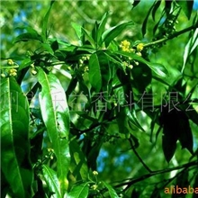 供应天然纯精油/山苍籽精油/Litseacubebaoil