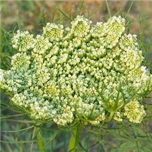 供应天然纯精油/胡萝卜籽油/CarrotSeedOil