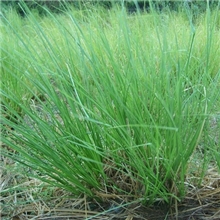 供应天然纯精油/岩兰草精油/香根油/Vertivertoil