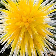 （广州中山古镇）大型玻璃雕塑玻璃异行吊灯玻璃定制灯饰