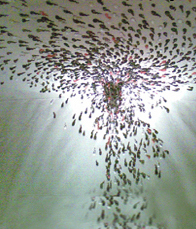 厂家直销《5厘磨砂喷漆做图》