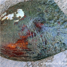 批发特大型5-6年淡水珍珠河蚌养殖贝类30粒左右