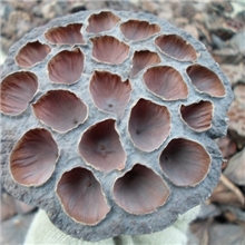 批发供应干花工艺材料干莲蓬3&mdash;12cm本店支持混批