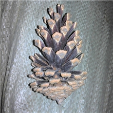 供应松果，圣诞松果，松果厂家按公斤卖量大可议价！