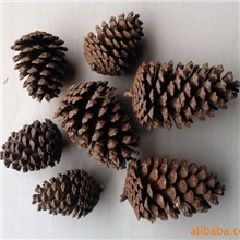 批发供应圣诞松果美国松湿地松6&mdash;15cm支持混批