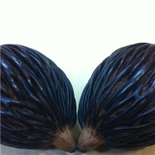 稀有种子不亚于莲花千丝果千丝菩提子