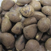 批发象牙果菩提根雕刻象牙果中果原籽雕刻原料通货中果批发