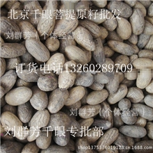 千眼菩提子原籽沼泽白小果鳄鱼果原料diyi通货散籽批发