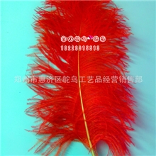 鸵鸟毛，批发鸵鸟毛，彩色鸵鸟毛，各规格鸵鸟毛