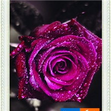 【淘宝爆款全网最低】华灿钻石画玫瑰之约方钻彩色布底钻石画