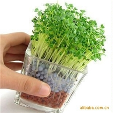 供应负离子陶碳球植物升级版办公室盆栽植物