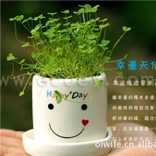 创意盆栽幸运天使小盆栽桌面小植物厂家直销