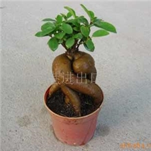 批发福建省古雷港微型榕树盆景