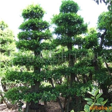 供应漳浦沙西树桩榕树盆景