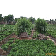 供应漳州市漳浦县人参榕树盆景