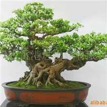 福建古雷港高档榕树精品（数量有限）批发