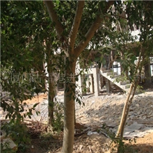 产地直销漳州乔木细叶榕