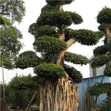 批发漳州沙西镇树桩榕树盆景