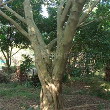 福建省漳州市大榕树直销