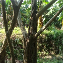 直销大榕树