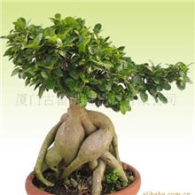 大量批发漳州市漳浦人参榕树盆景