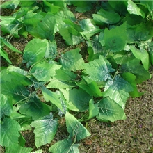 10号13#满叶葡萄叶仿真葡萄藤、仿真植物、装饰藤条仿真蔓藤