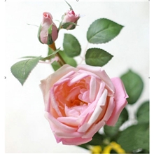 月销500枝pu仿真花玫瑰3头椰菜玫高档仿真花厂家