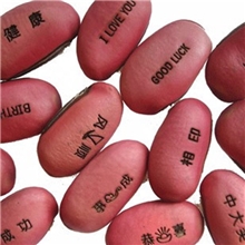 迷你植物红色魔豆种子魔豆订做LOGO种子盆栽盆景送同学礼物