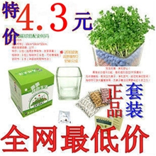 正品2代陶碳球负离子植栽升级版防辐射植物批发迷你植物心形草