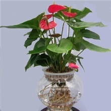 供应批发水培花卉红掌苗净化空气植物办公室桌面小盆栽不带盆