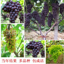 供应批发盆栽果树葡萄苗葡萄树苗当年结果5年苗
