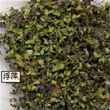 厂家直销批发供应大货浮萍草