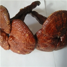 长白山培育半野生灵芝灵芝抗肿瘤保肝解毒增加免疫力50元/kg