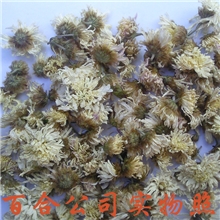 中药材怀菊花无璜有机烘干保健茶清热解毒清肝明目功效52