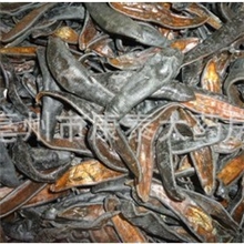 长期销售水蛭安徽清水晒干水蛭蚂蝗清水吊干水蛭批发